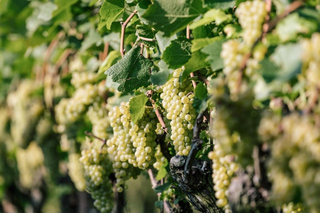 Apartamento Strahlerhof Appiano Sulla Strada Del Vino Exterior foto